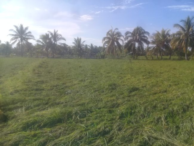Cuaca Tak Kunjung Cerah dan Kekurangan Alsinta, Belasan Petani Sawah Desa Marapokot Terancam Gagal Panen. 2 20200525 152258 scaled