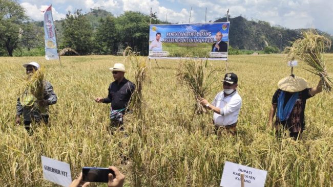 Mengubah Stigma Miskin Melalui Pengembangan Pertanian dan Ketahanan Pangan 10 IMG 20211119 WA0000