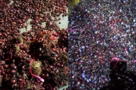 Kekecewaan Petani Desa Dolasi: Bibit Bawang Merah yang Dibagikan dari Anggaran Dana Desa Ternyata Busuk 7 IMG 20240327 WA0004 e1711519763930