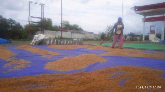 Kala Petani Sawah Berjuang Mengeringkan Padi saat Cuaca Ekstrem di Nagekeo 5 Petani Sawah