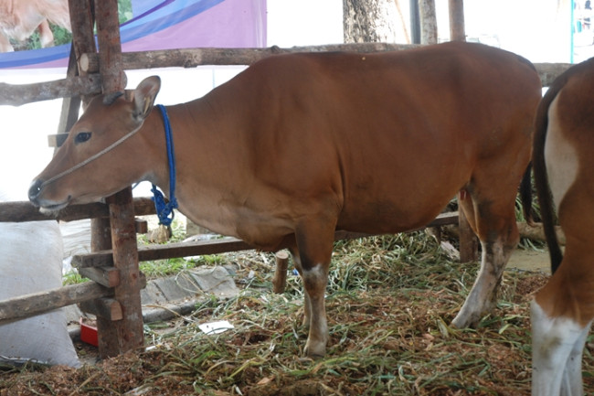 Peran Kotoran Sapi Sebagai Penyubur Tanaman