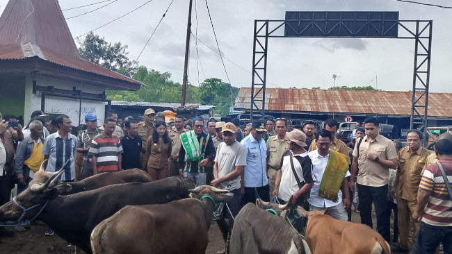 Sapi Betina di Kabupaten Kupang Terancam Punah 3 sapi-betina-terancam-punah