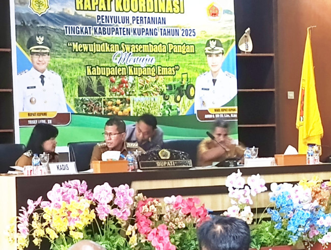 Ratusan Penyuluh Hadiri Rakor Pertanian 2025, Bupati Kupang Targetkan Swasembada Pangan 2 ratusan-penyuluh-hadiri-rakor-pertanian-2025-bupati-kupang-targetkan-swasembada-pangan