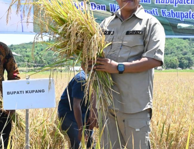 Bupati Yosef Lede: Jangan Korbankan Petani! 7 bupati-yosef-lede-jangan-korbankan-petani