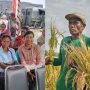 air-mata-di-balik-tangkai-padi-suara-hati-petani-di-panen-raya-babau