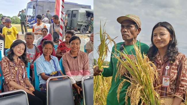 Air Mata di Balik Tangkai Padi: Suara Hati Petani di Panen Raya Babau 1 air-mata-di-balik-tangkai-padi-suara-hati-petani-di-panen-raya-babau