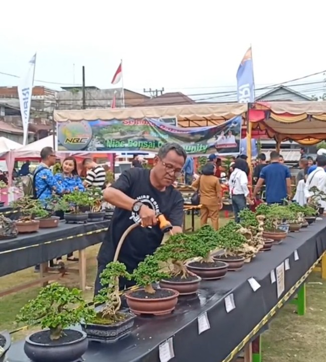 Spektakuler! 200 Bonsai Unik Ramaikan HUT Gunungsitoli ke-347 3 Screenshot 2025 05 22 00 43 22 84 6012fa4d4ddec268fc5c7112cbb265e7