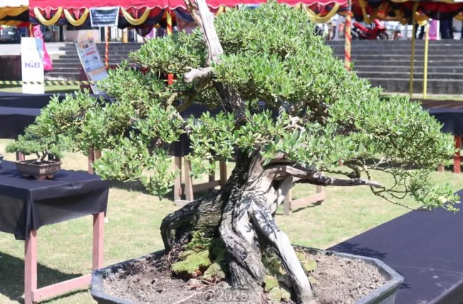 Spektakuler! 200 Bonsai Unik Ramaikan HUT Gunungsitoli ke-347 2 Screenshot 2025 05 22 00 57 49 44 a23b203fd3aafc6dcb84e438dda678b6