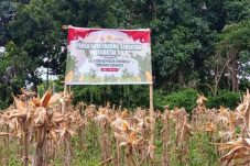 panen-raya-serentak-kuartal-ii-jagung-melimpah-harapan-petani-menyala-di-kabupaten-sikka