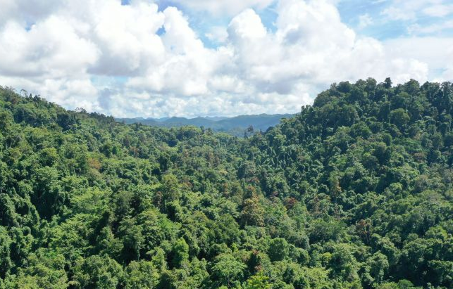 kerja-bertahap-berbuah-hasil-lebih-dari-setengah-kawasan-hutan-ntt-kini-berkepastian-hukum