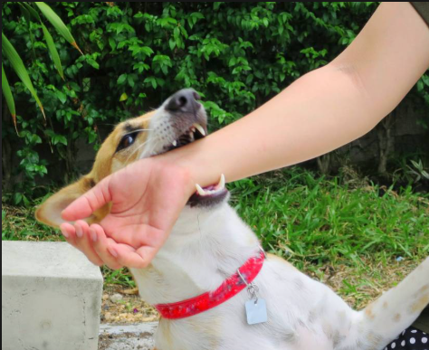 tragis-di-bangli-balita-4-tahun-tewas-digigit-anjing-saat-bermain-di-depan-warung